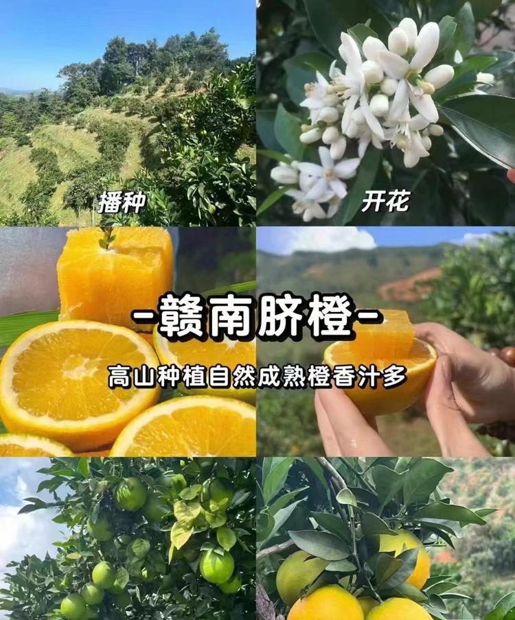 江西于都赣南脐橙果园