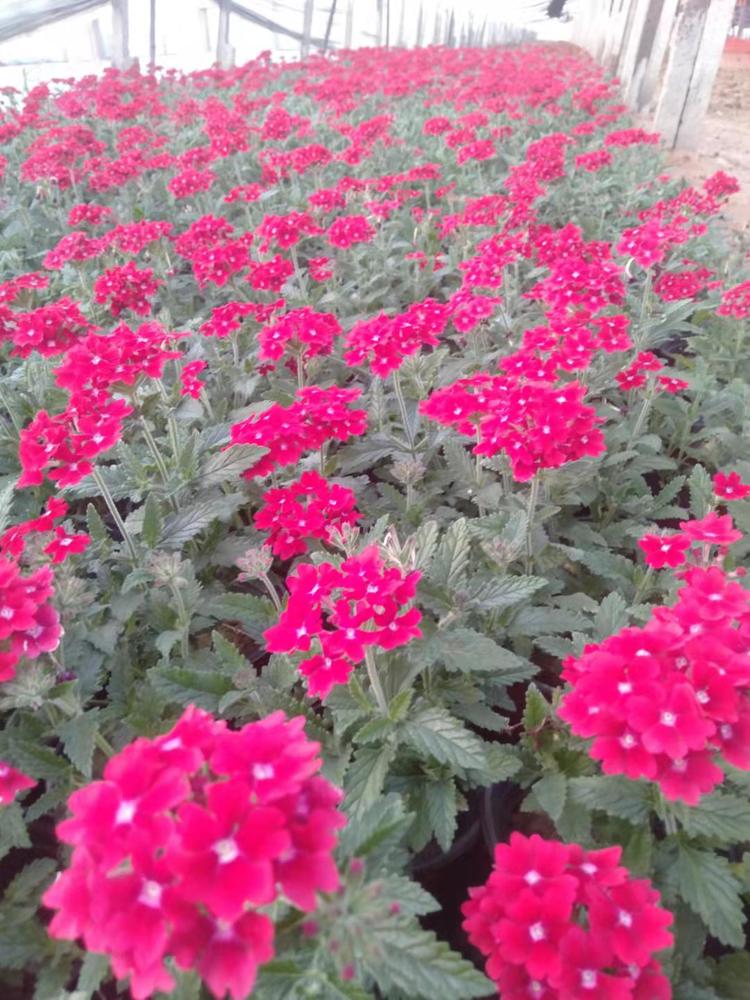 青州市顺菲花卉苗木有限公司的小店