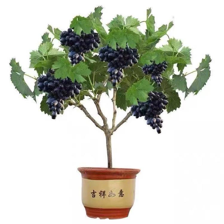 蝶趣古韵果树苗木专卖店