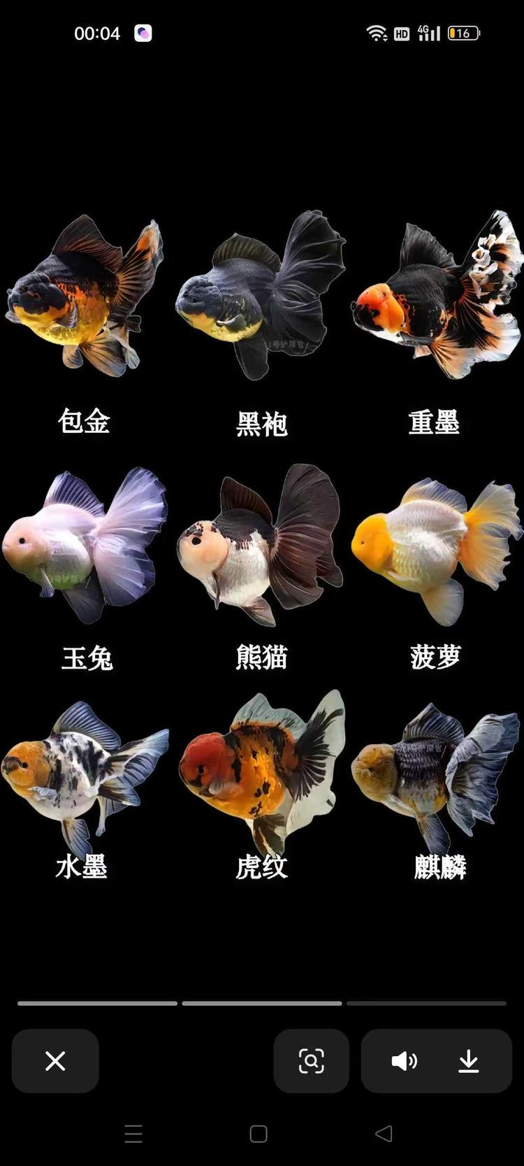 纯进口玛丽黑白熊猫泰狮