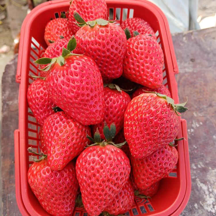 沥海莓好草莓采摘园