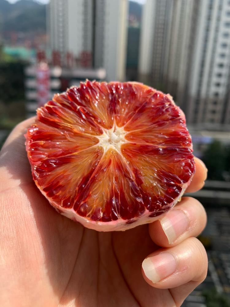 长寿湖湾仔血橙