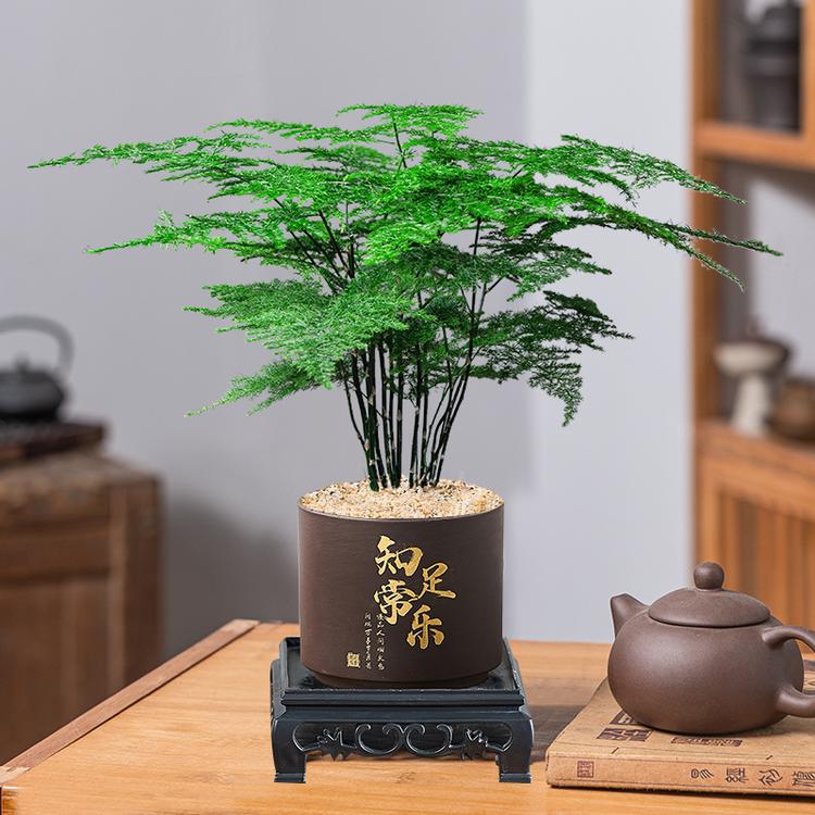 万卉盆景供应链