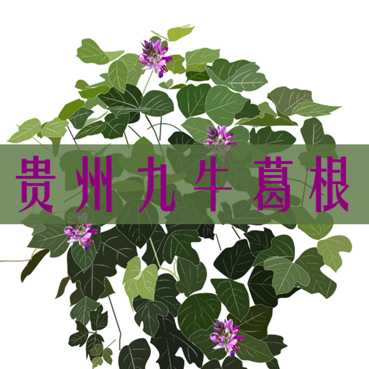 九牛滋补养生专营店