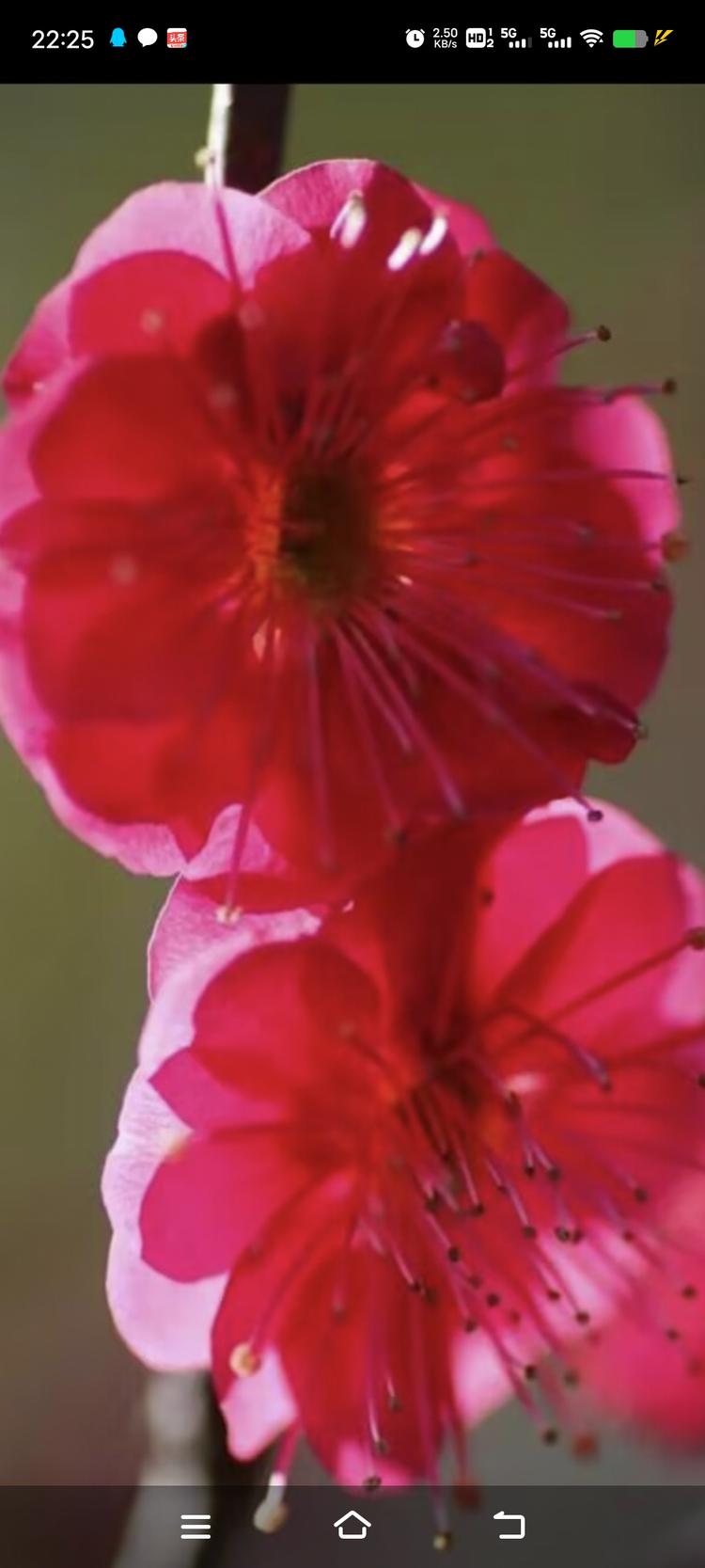 沭阳县锐月聚园艺