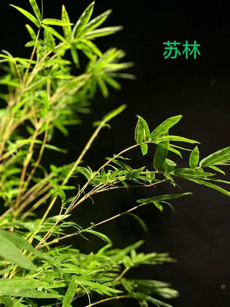 樊花园艺场
