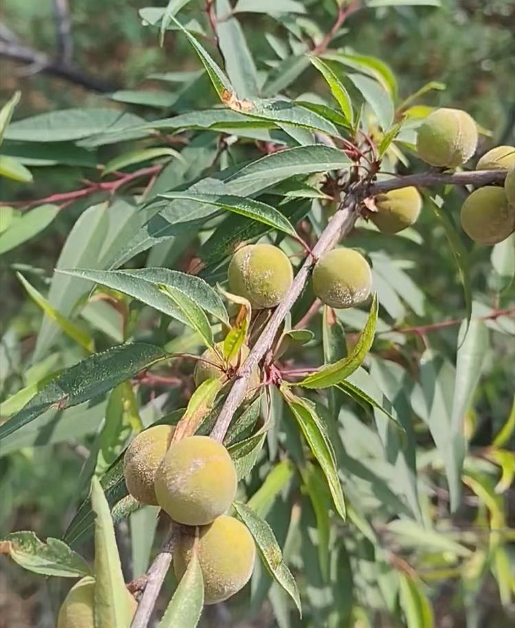 野生小桃核