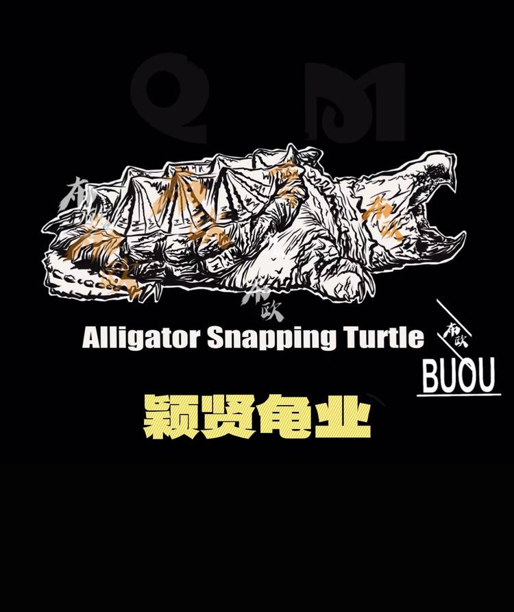 颖贤水产龟业宠物小铺