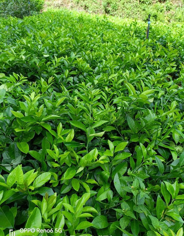 思茅区通安苗木经营部的小店个体店