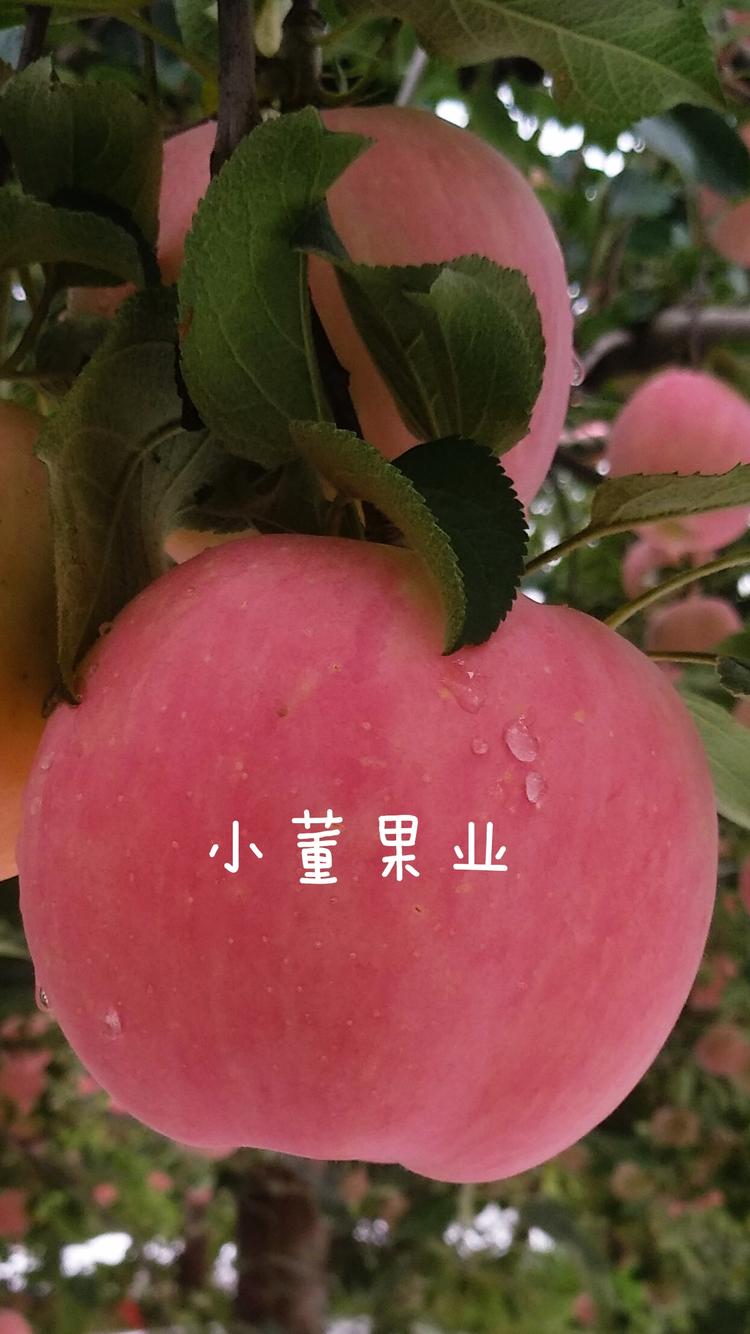铜川市新区小董果业的小店
