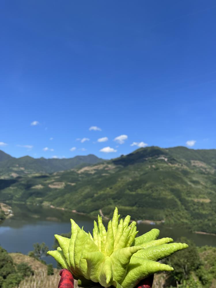 滇南佛手优品