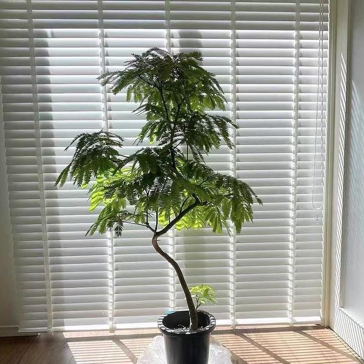 幽兰雅居园艺优品