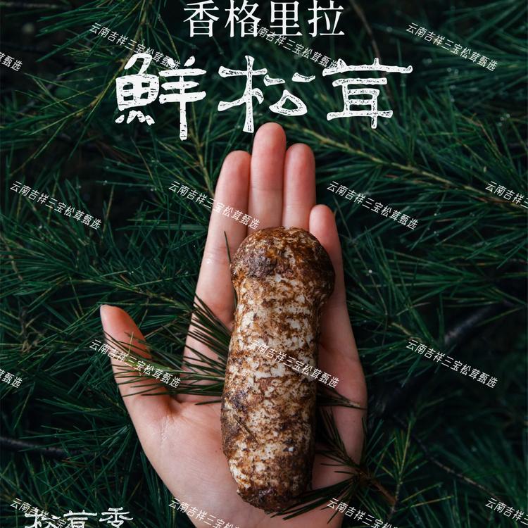 云南吉祥三宝松茸甄选