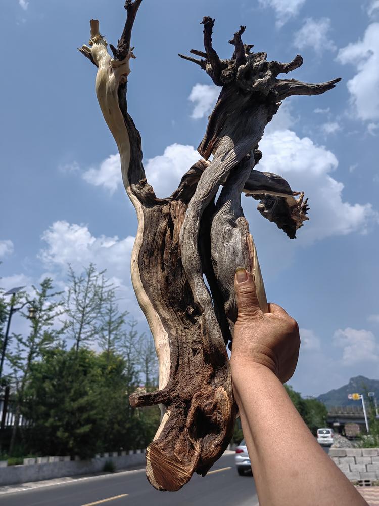 老山沟柏核大姐