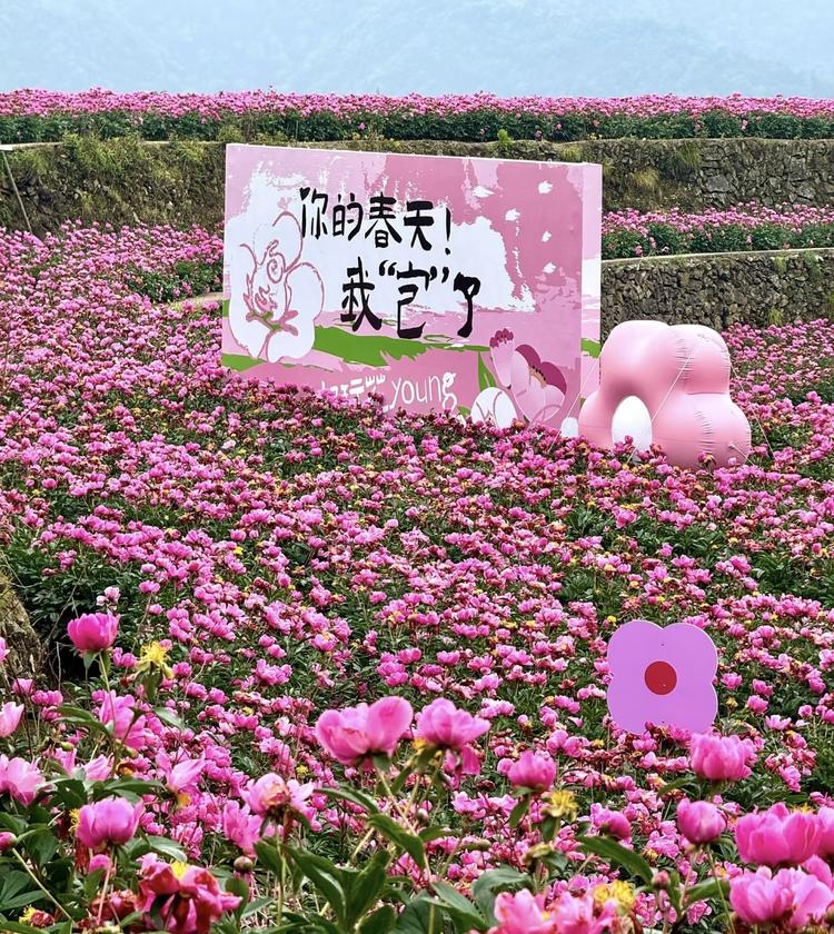 菏泽百亩鲜花基地