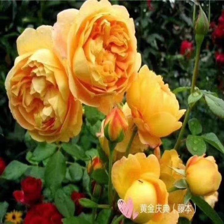 沭阳万萌园林有限公司的小店