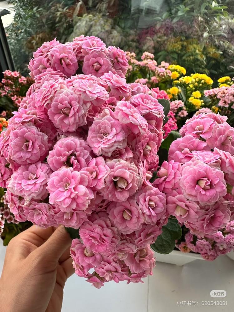 花之语园艺花卉