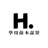 华哥苗木盆景