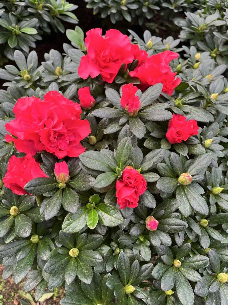芊朵园艺优选