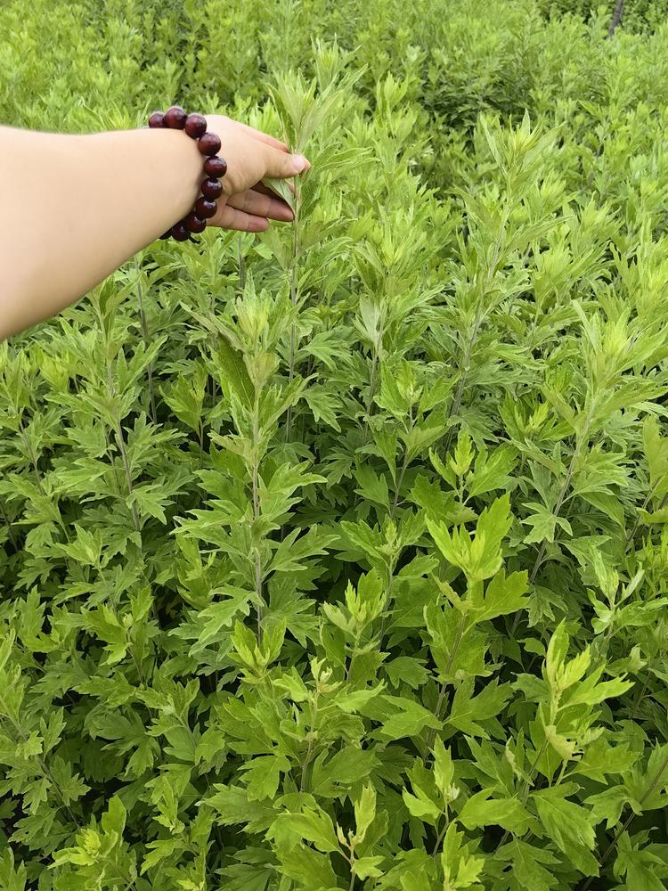 慈银艾草加工厂