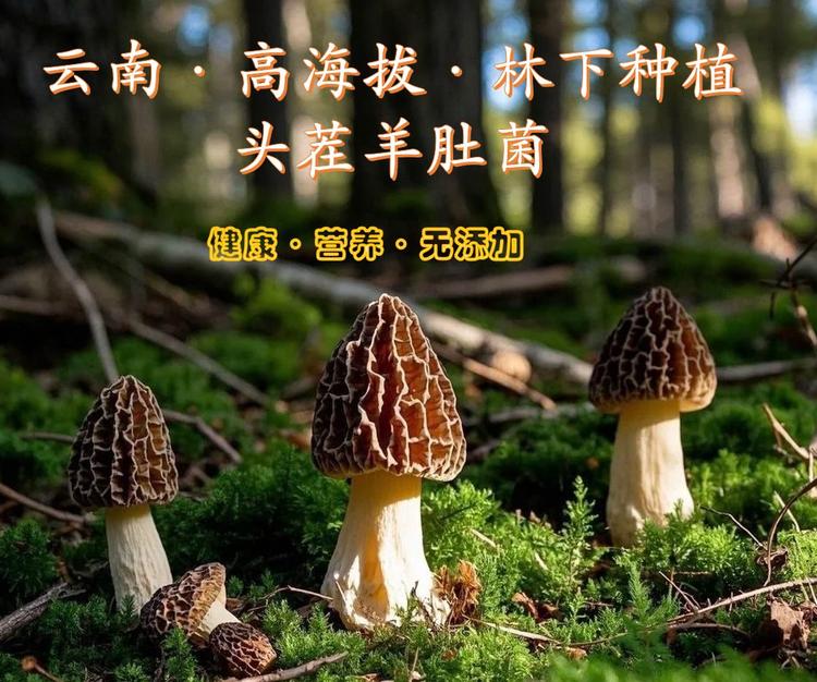 云南高原小菌菇