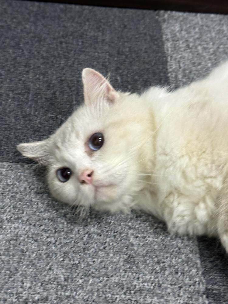 希娘娘宠物用品