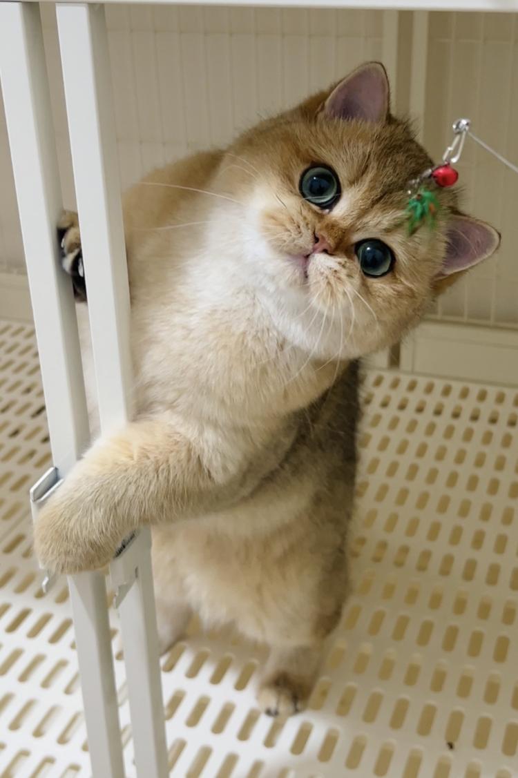 一路猫舍