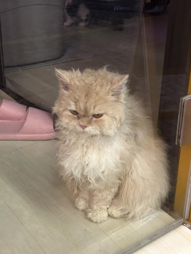 脆脆鱼穿刺饰品