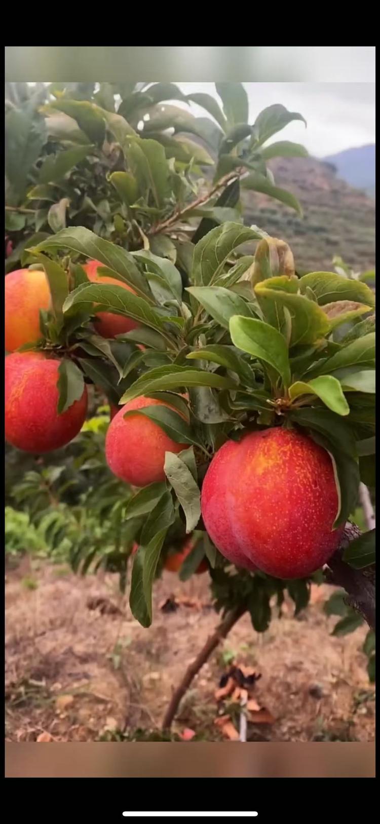 富莱盛歌水果优品店