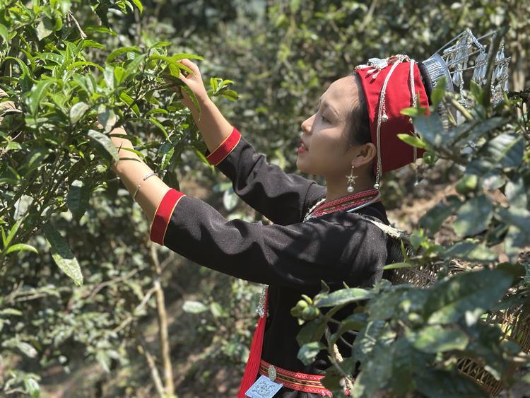 瑶妹好茶臻选