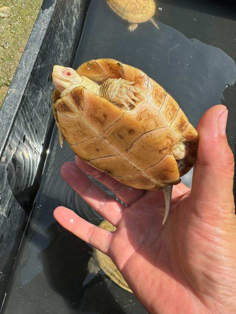 皖喉爬宠