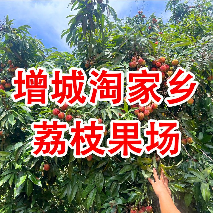 增城淘家乡荔枝果场