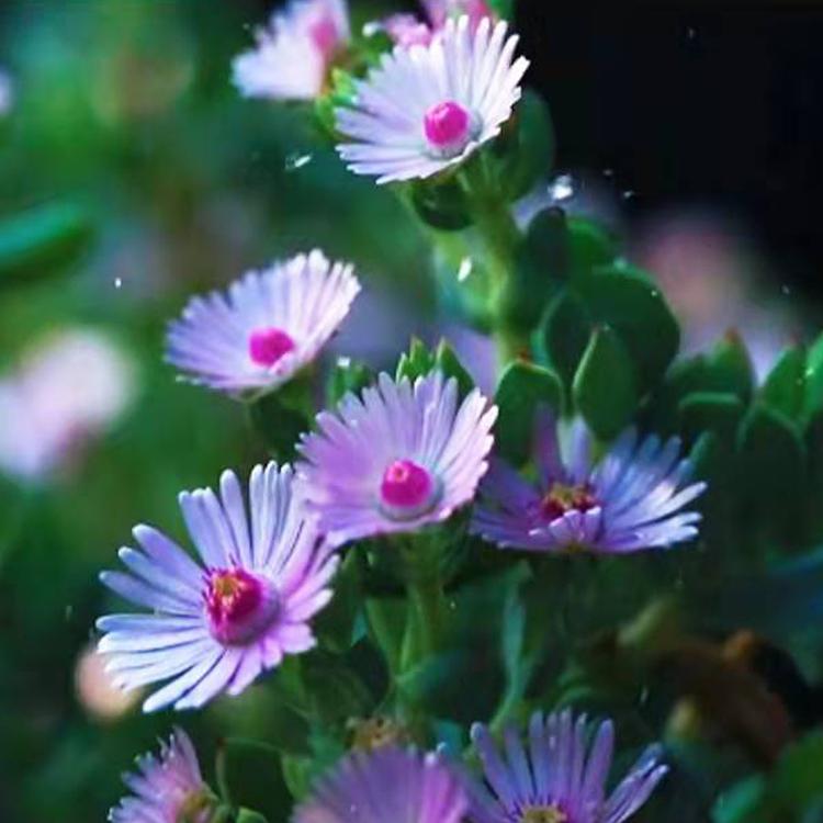 纳马夸兰花卉园艺个体店