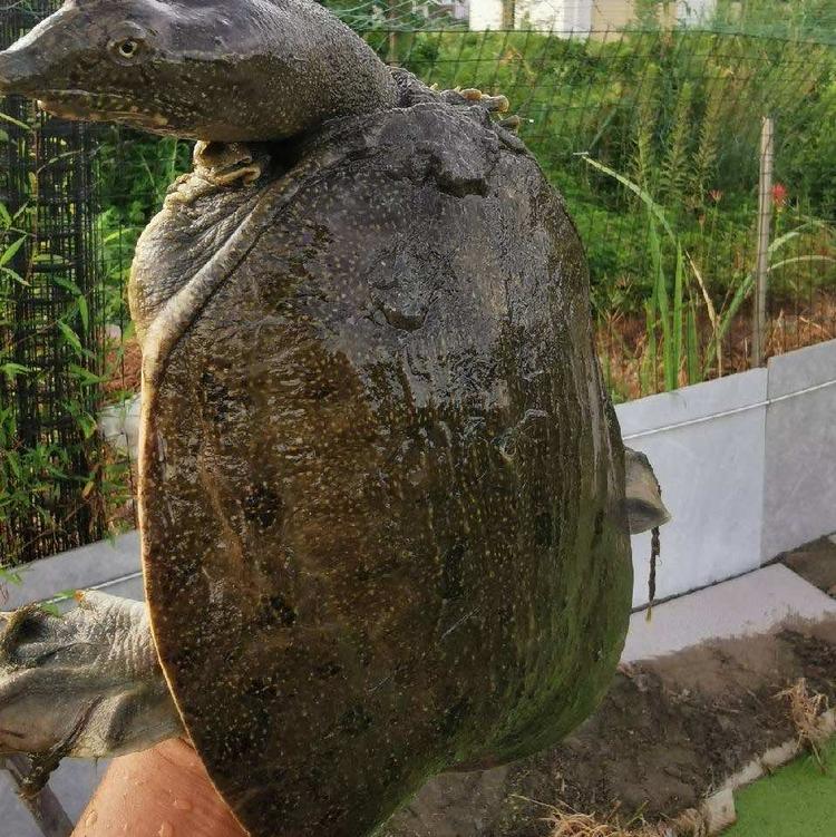 河姆渡生态甲鱼