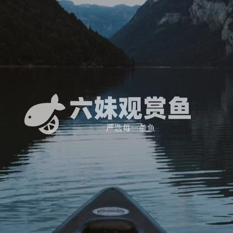 六妹观赏鱼