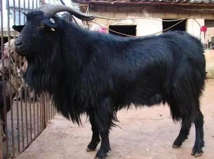 老李家生鲜羊肉