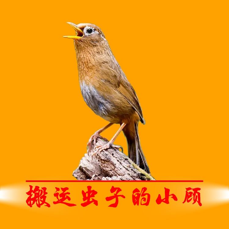 虫子搬运工小顾