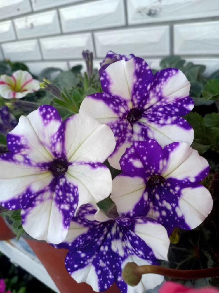 畅美花卉