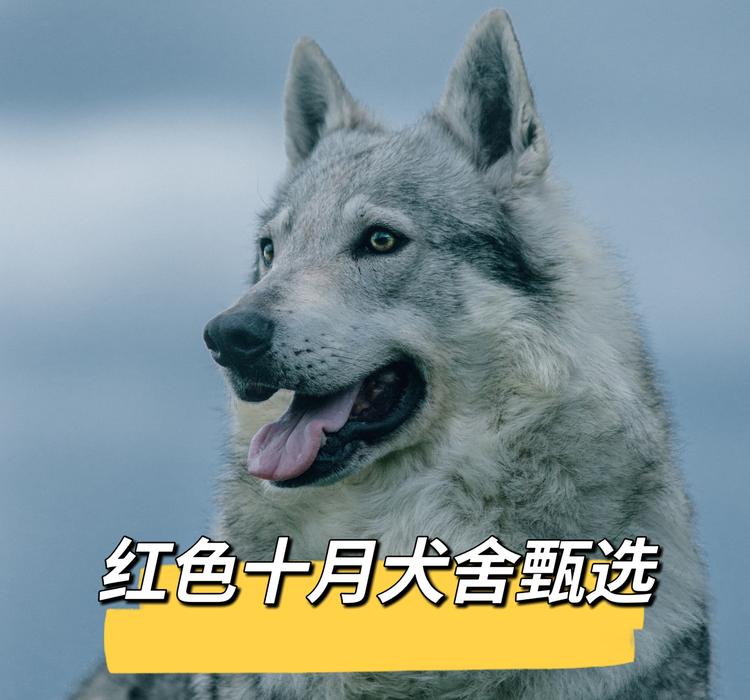 红色十月好货