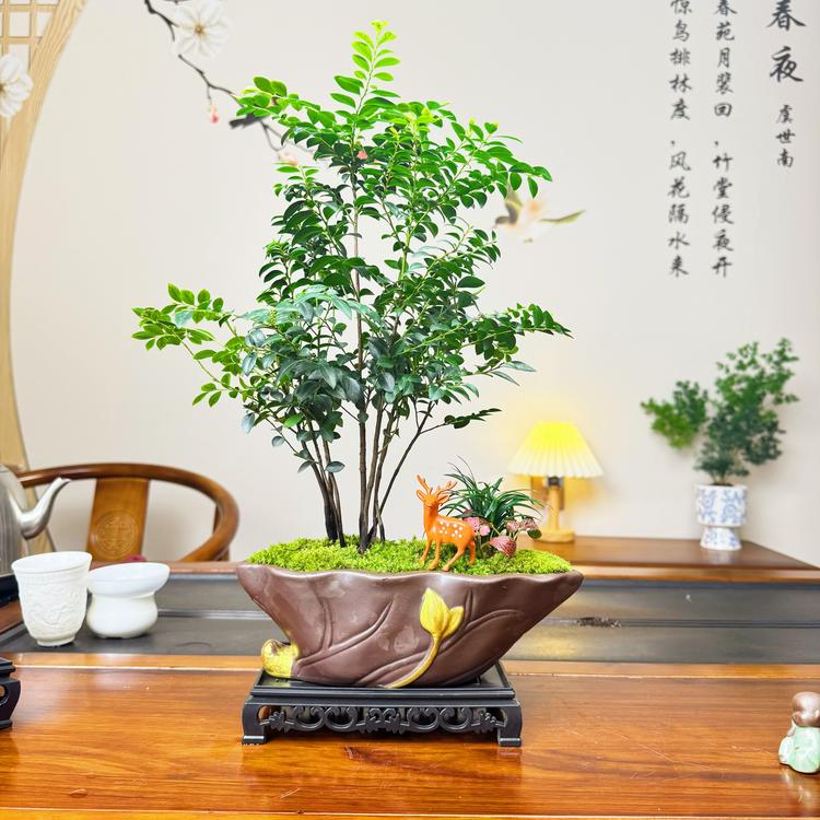 闽南盆景园