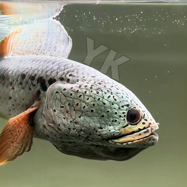 YK雷龙