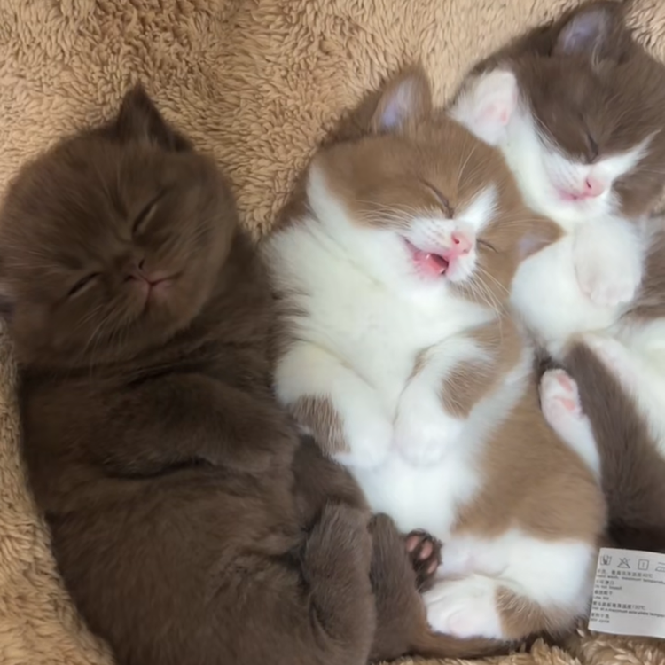 悦悦家猫宠