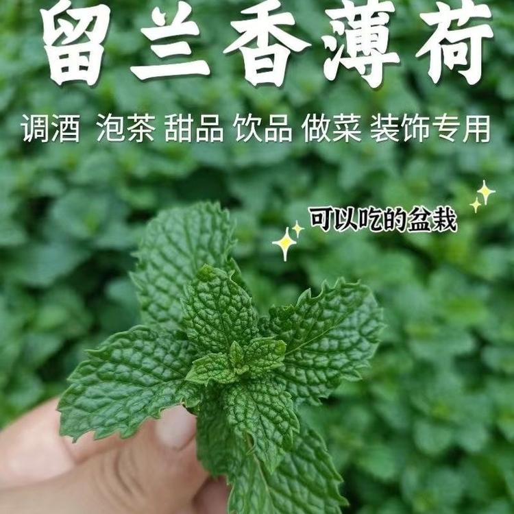 平心喜诺苗圃