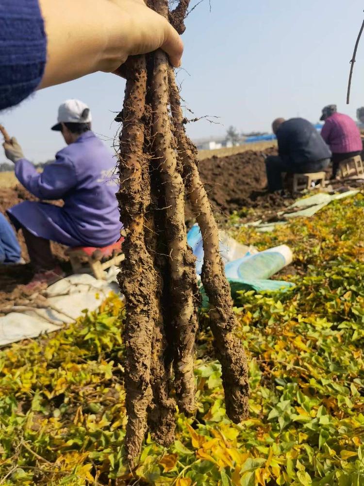 温县鹏安山药经营部的小店