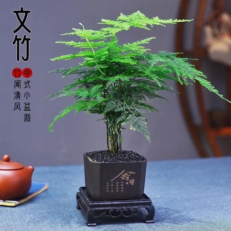入心果树苗木专营店