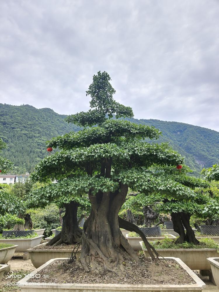长阳花开富贵园艺经营部