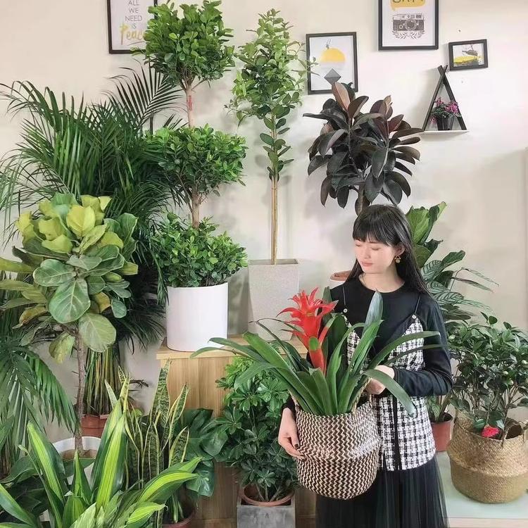 春公子松雯义果树苗木专卖店