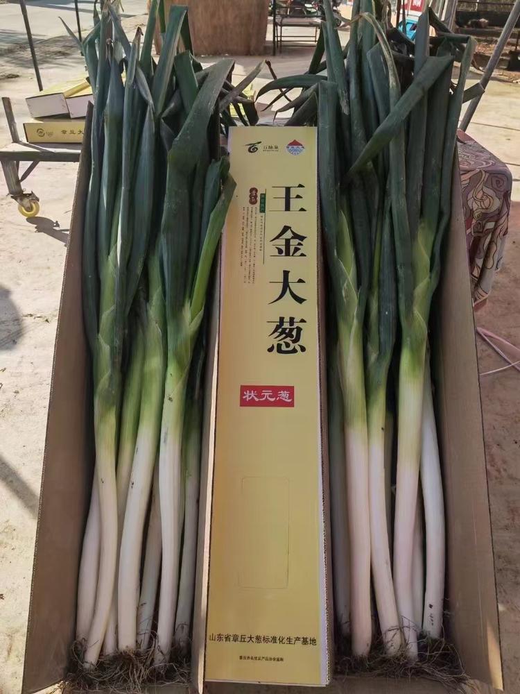 章丘拥军大葱生产基地