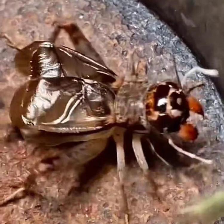 中华蟋王