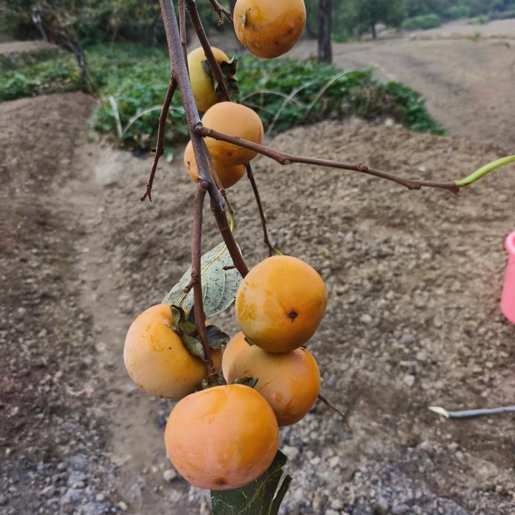 自家的农产铺子